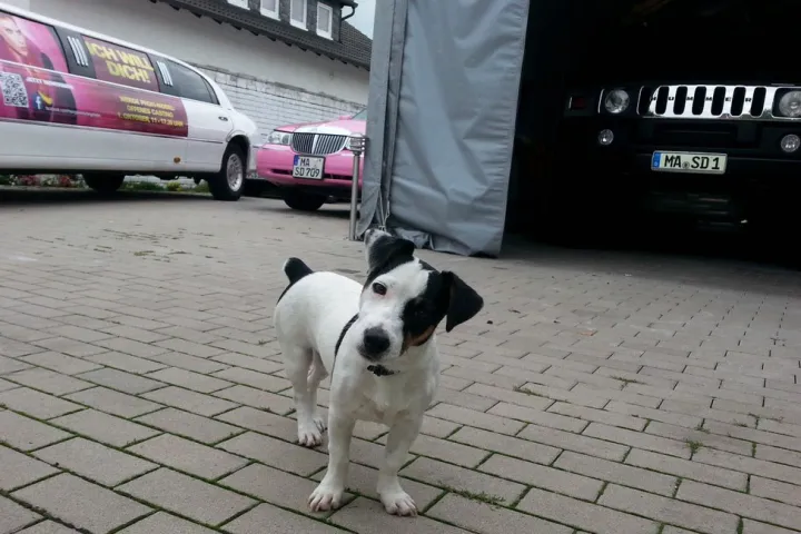 Hund vor Stretch-Limousinen